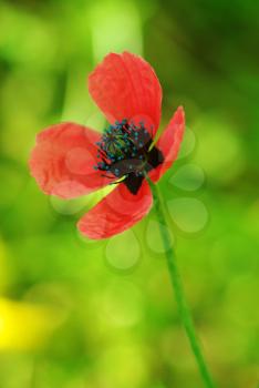 Young beautiful poppy flower. Composition of nature. 