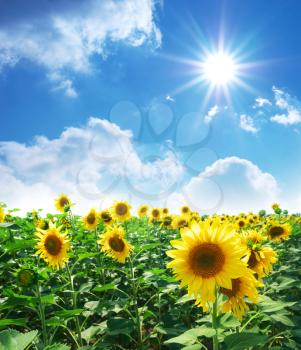 Big meadow of sunflowers. Design of nature.