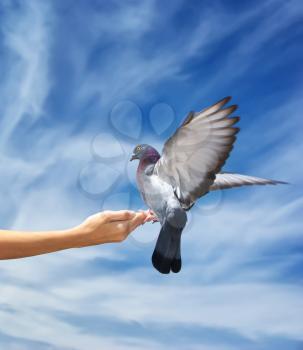 Girl feeds the dove. Element of design.