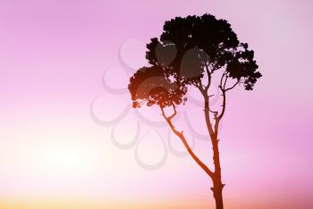 Silhouette of tree at the sunset