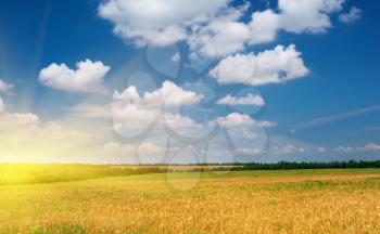 Spring yellow meadow. Nature composition.