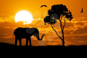 Silhouette of elephant. Element of design.