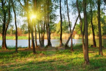 Forest on river. Composition of nature.