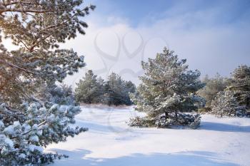 Winter landscape. Composition of nature.