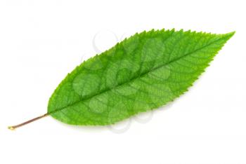 Isolated green leaf of tree. Element of design. 