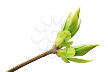 Isolated branch and buds. Nature design.