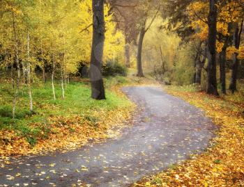 Autumn landscape. Composition of nature.