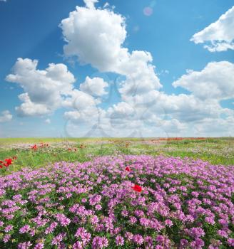 Spring flowers  in meadow. Beautiful landscapes.