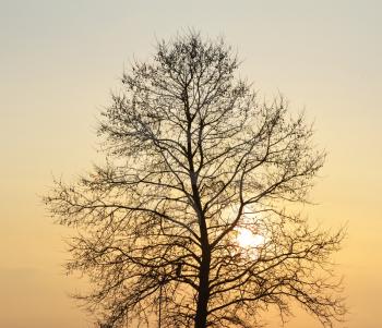 Silhouette of tree on sunset. Nature composition.