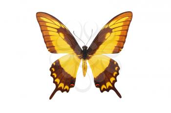 Isolated butterfly. Element of design.