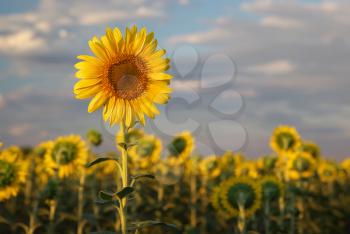 Sunflower portrait. Composition of nature.