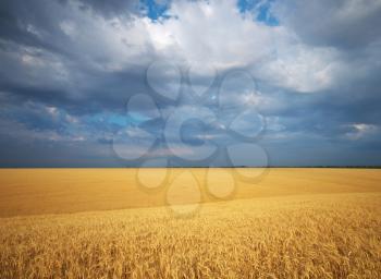 Meadow of wheat. Nature composition.