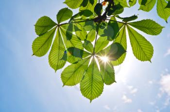 Spring leaf of chestnut and blue sky sunshine. Nature composition.
