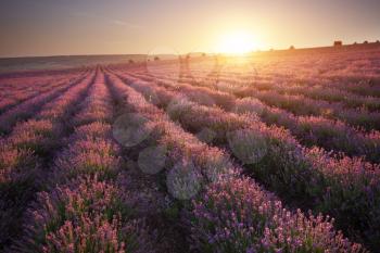 Meadow of lavender at sunset. Nature composition.
