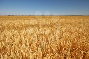 Meadow of wheat. Nature composition.