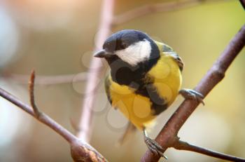 Titmouse on branch. Wild and nature composition.