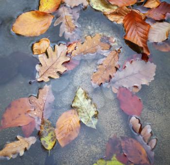 Autumn leafs in water. Nature conceptual composition.
