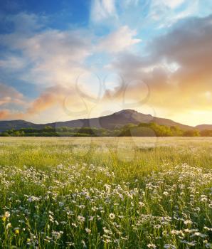 Beautiful sunny camomile meadow in mountain at sunset. Nature landscape composition.
