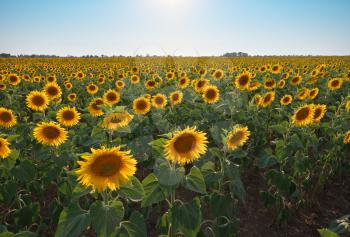 Meadow of sunflower. Composition of nature.