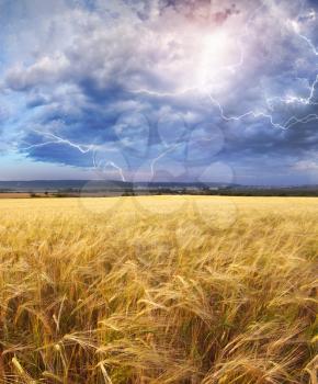 Meadow of wheat harvest and rainy weather. Lightning stroke in sky. Nature composition.