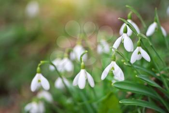 Snowdrop in forest. Spring nature composition.