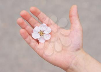 Flower in a child palm. Conceptual nature care.