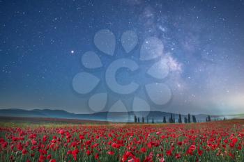 Poppy field at night. Night sky with stars and milkyway