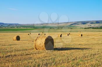 Round straw bales on field . Summer landscape.