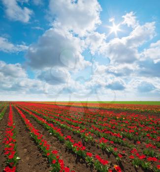 Meadow of tulips. Composition of spring nature.