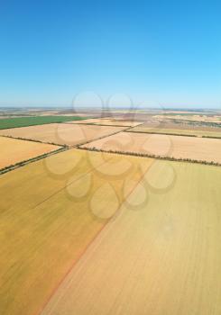 Aerial panorama of wheat meadow. Nature composition.