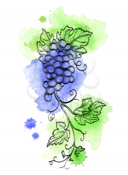 Hand drawn vector illustration of grape branch. Retro style. Watercolor background.