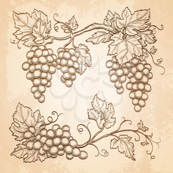 Grape branches on old paper background. Hand drawn vector illustration. Retro style.