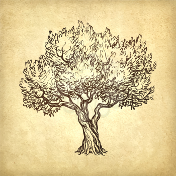 Hand drawn vector illustration of olive tree on old paper background. Retro style.