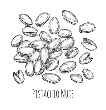 Handful of pistachio nuts. Vector illustration of nuts isolated on white background. Vintage style.