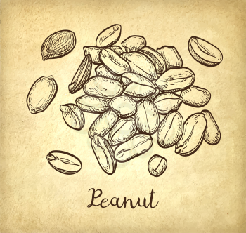 Handful of peanut. Vector illustration of nuts. Old paper background. Vintage style.