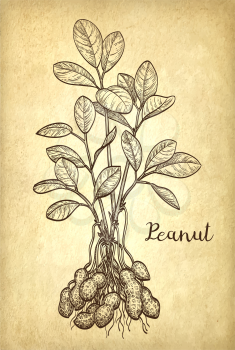 Vector illustration of peanut plant. Old paper background. Vintage style.