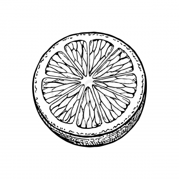 Lemon slice. Isolated on white background. Hand drawn vector illustration. Retro style.