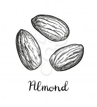 Ink sketch of almond. Hand drawn vector illustration. Isolated on white background. Retro style.