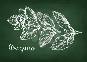 Oregano. Chalk sketch on blackboard background. Hand drawn vector illustration. Retro style.