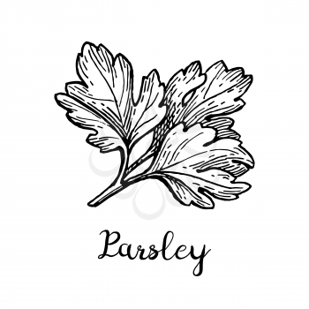 Parsley ink sketch. Isolated on white background. Hand drawn vector illustration. Retro style.