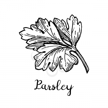 Parsley ink sketch. Isolated on white background. Hand drawn vector illustration. Retro style.