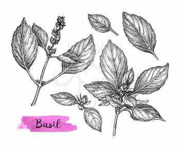 Basil set. Ink sketch isolated on white background. Hand drawn vector illustration. Retro style.