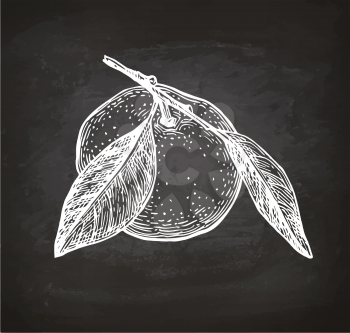 Mandarin orange with leaves. Chalk sketch on blackboard background. Hand drawn vector illustration. Retro style.