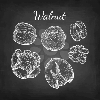Walnuts set. Chalk sketch of nuts on blackboard background. Hand drawn vector illustration. Retro style.