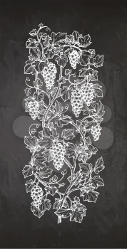 Hand drawn vector illustration of vertical grape vine. Chalk sketch on blackboard background.