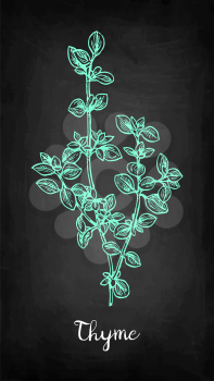 Chalk sketch of thyme on blackboard background. Hand drawn vector illustration. Retro style.