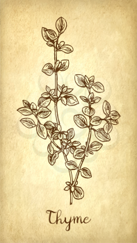 Thyme ink sketch on old paper background. Hand drawn vector illustration. Retro style.