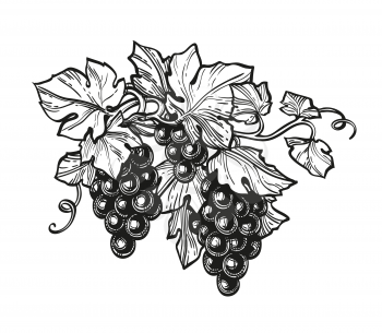 Hand drawn vector illustration of grapes. Ink sketch isolated on white background. Retro style.