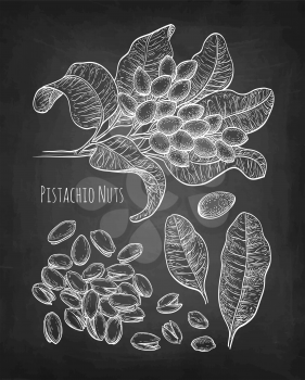 Pistachio nuts set. Chalk sketch on blackboard background. Hand drawn vector illustration. Retro style.