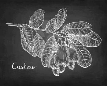 Cashew branch. Chalk sketch of nuts on blackboard background. Hand drawn vector illustration. Retro style.